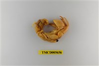 藏品(珠粒真寄居蟹)的圖片